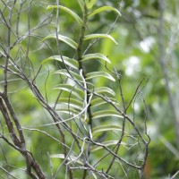 Taprobanea spathulata (L.) Christenson